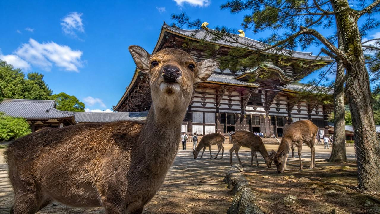 奈良